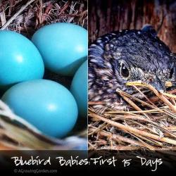Baby Bluebirds - The First 15 Days in Pictures