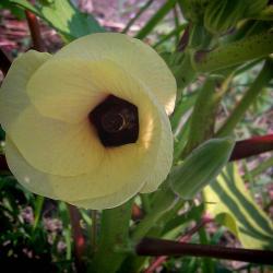 Beautiful Okra Flowers - Who Knew?