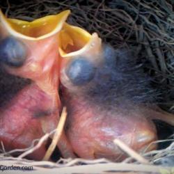Bluebird Babies: Hatched July 31, 2013 - Day 2, 3 and 4 Videos