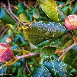 Our Camellia and a Nasty Cold Spell