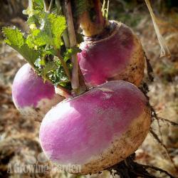 Harvesting Turnips in January