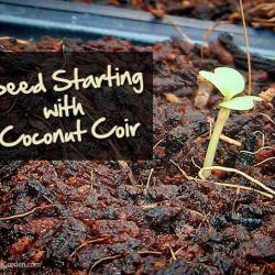 Seed Starting with Coconut Coir