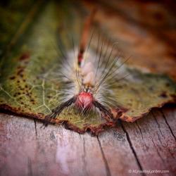 One Weird-Looking Caterpillar: White-marked Tussock Moth