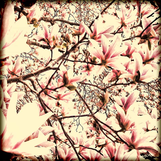 Our Beautiful Magnolia Tree