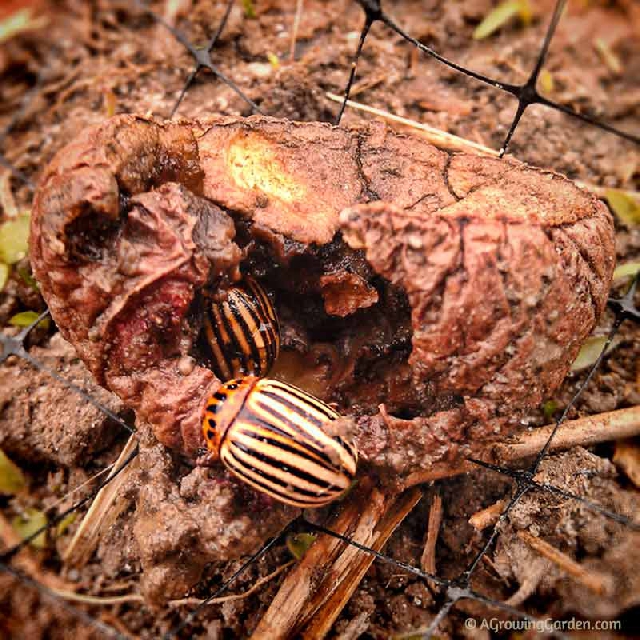 Colorado Potato Beetles on Seed Potato