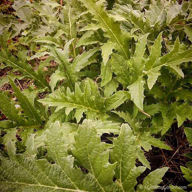 Growing Artichokes