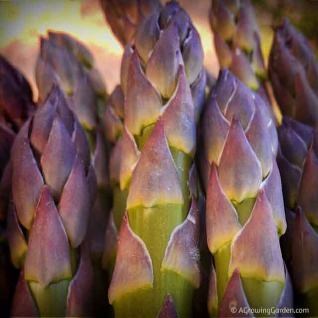 Growing Asparagus