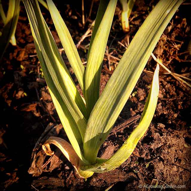 Growing Garlic