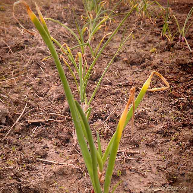 Growing Onions