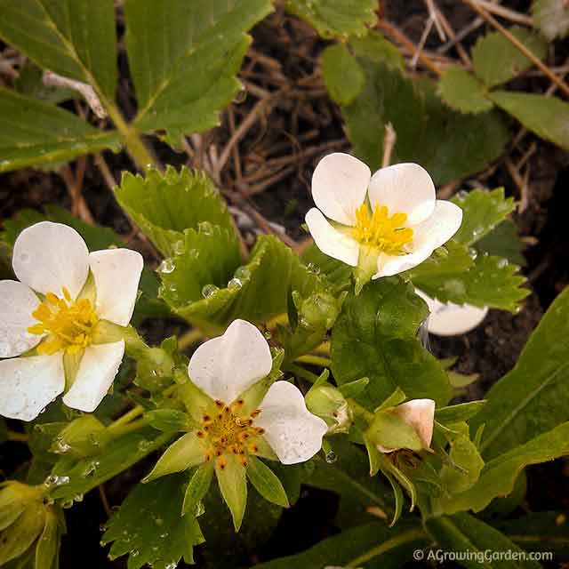 Planting Everbearing Strawberries