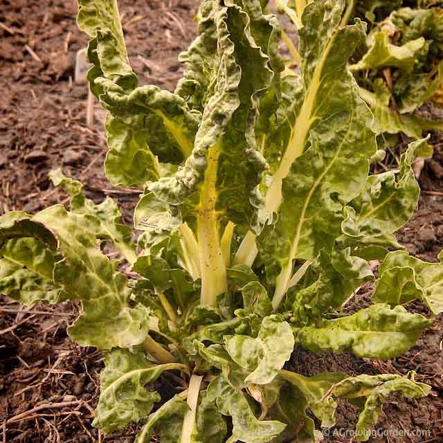 Growing Swiss Chard