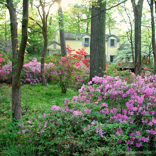 Blooming Azaleas