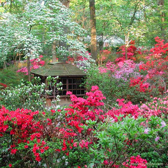 Growing Azaleas