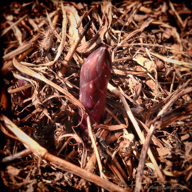 Purple Asparagus Growing