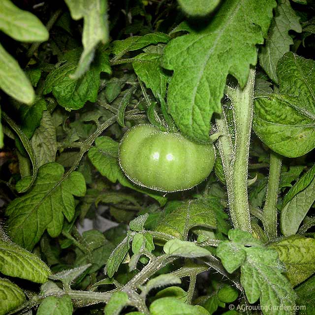 Starting Tomatoes from Seed