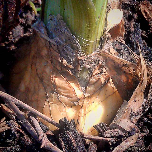 Growing Elephant Garlic