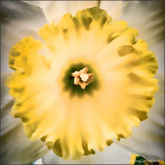 Growing Daffodils - Ice Follies Daffodil