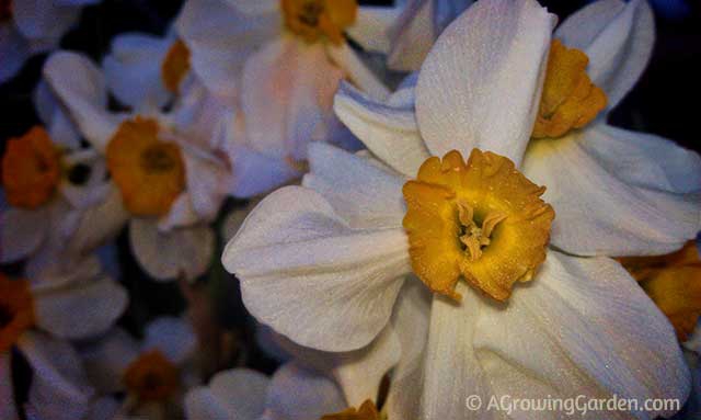 Daffodil Flowers