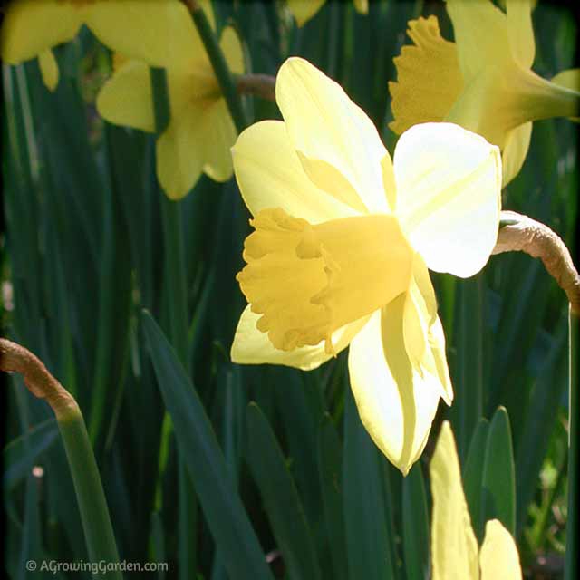 Yellow Daffodil Flower