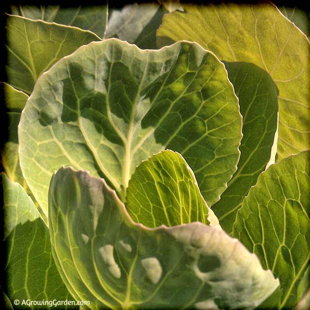 Planting Cool Weather Vegetables