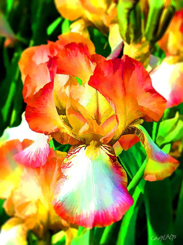 A Beautiful Iris on a Rainy Day