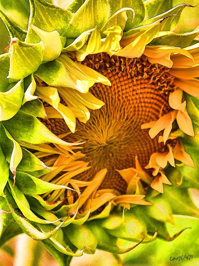 Growing Sunflowers