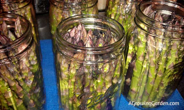 Canning Asparagus
