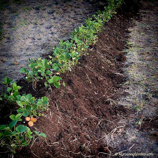 Everbearing Strawberry Raised Bed