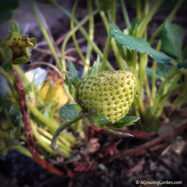 Everbearing Strawberries