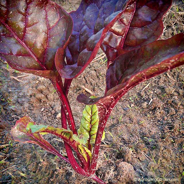 Swiss Chard Seedling