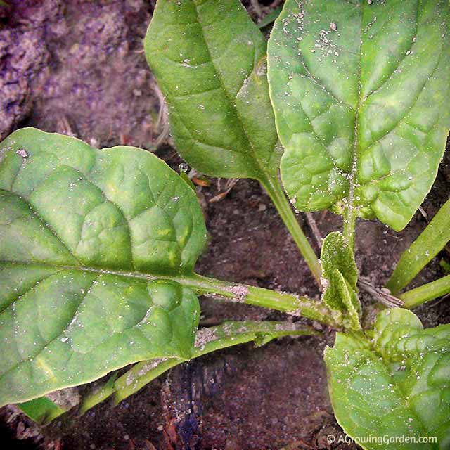 spinach seedlings