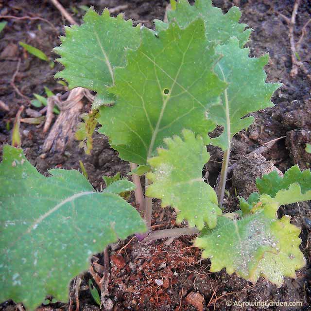 Kale Seedling