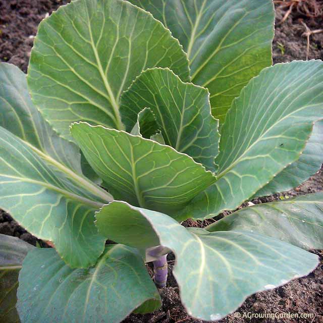 Cabbage Seedling