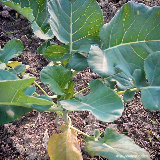 Broccoli Seedling