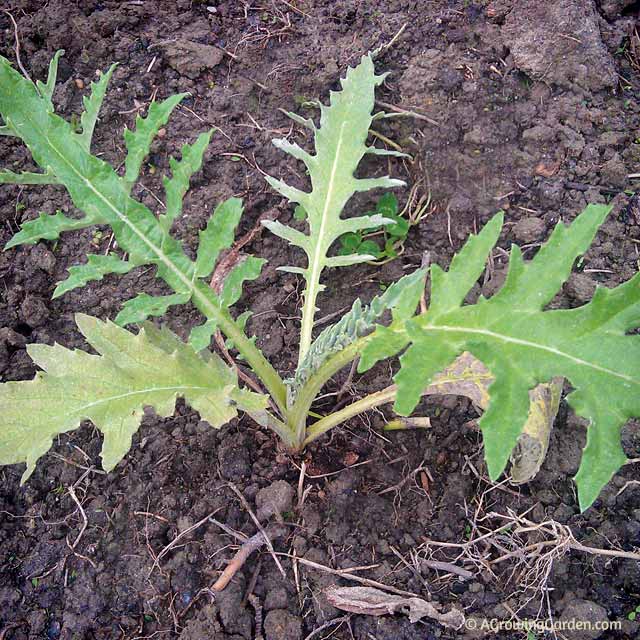 Green Globe Artichoke Seedling