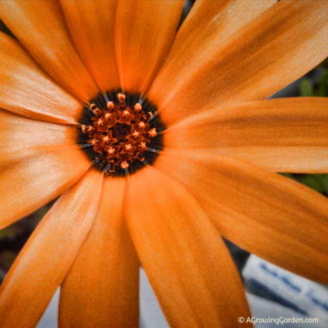 African Daisy