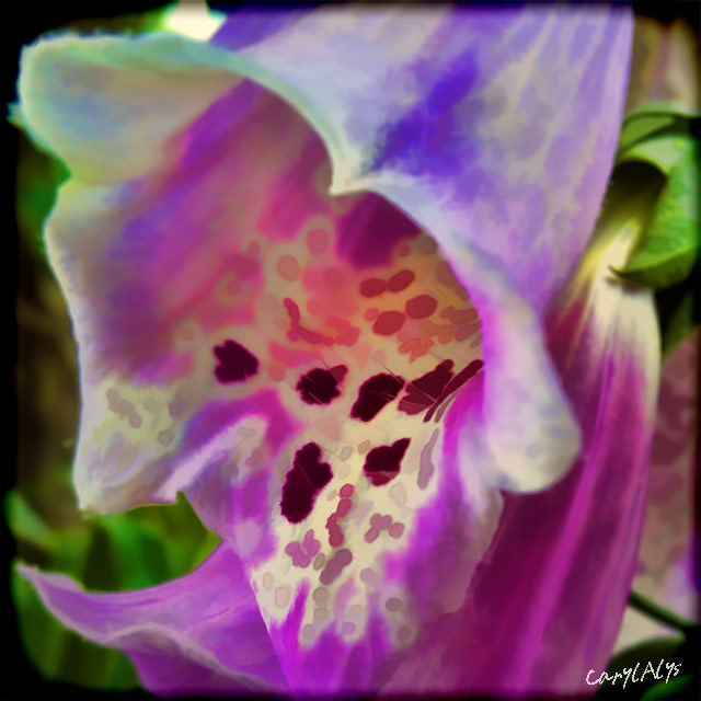 Foxglove (Digitalis)