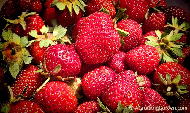 Everbearing Strawberries