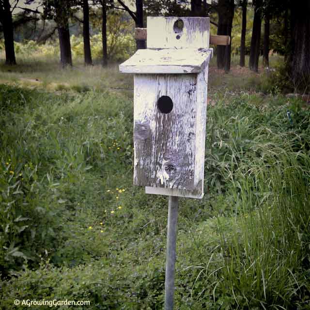 Bluebird House Mounted to Keep Snakes Out