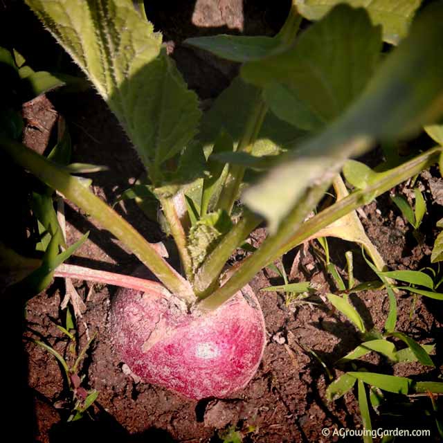 Growing Radishes