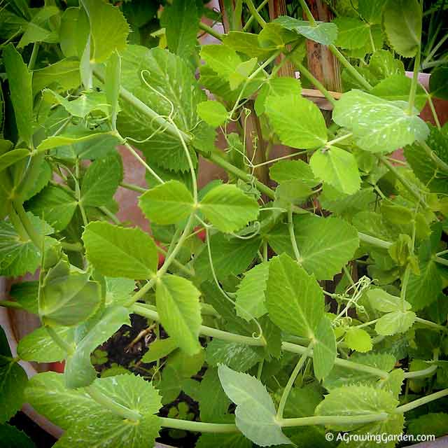 Growing Peas