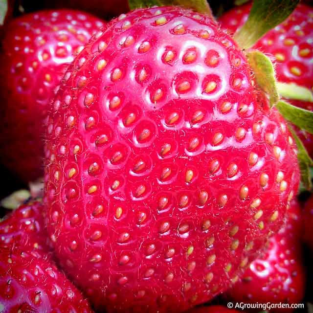 Growing Strawberries