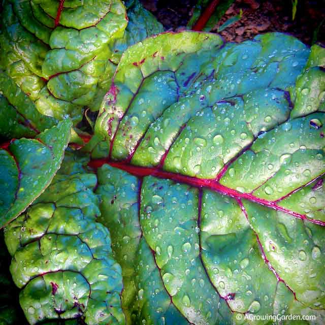 Growing Swiss Chard