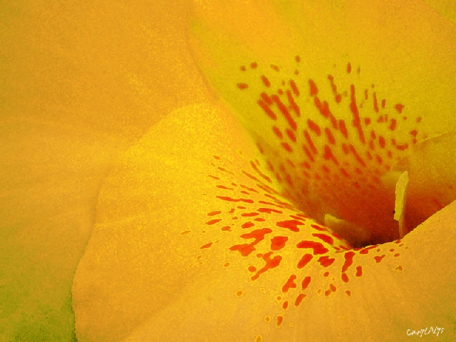 Yellow Canna Lily Giclee