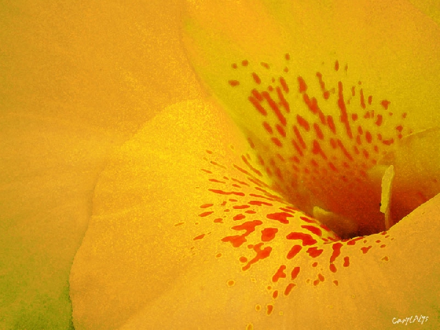 Yellow Canna Lily