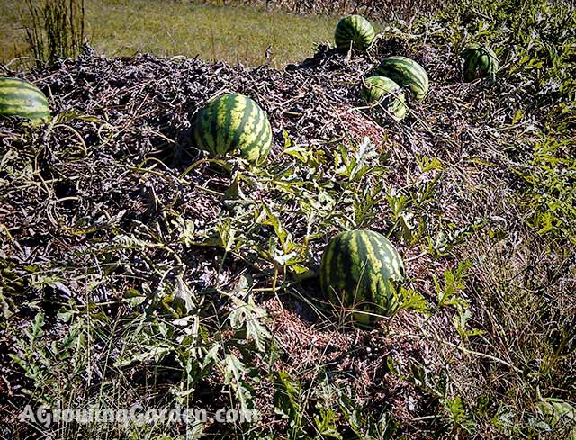 Crimson Sweet Watermelon Growing on a Mulch Pile