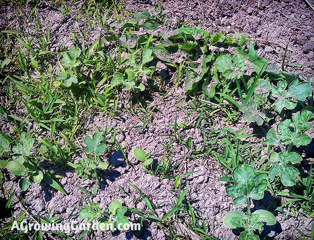 Watermelon Seedlings