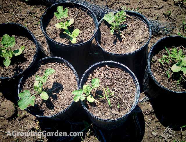 Watermelon Plants in Pots