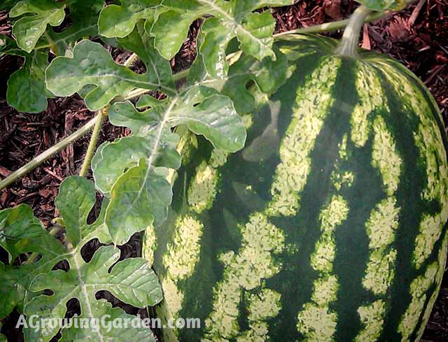 Watermelon Out the Wazoo!