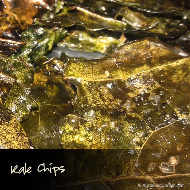 Kale Chips